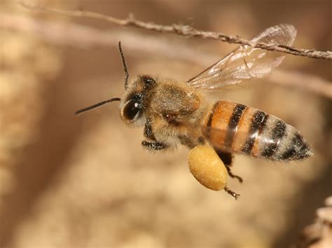 有蜜蜂|如何区分黄蜂、蜜蜂、马蜂、胡蜂……各种蜂？